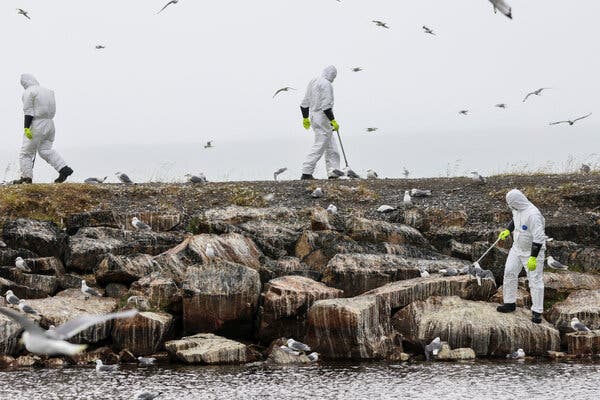Three health workers in white suits with neon gloves carry tools for collecting dead birds. They walk among seabirds that are perched on rocks or flying above.