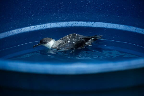 A gray-and-white Manx shearwater on the surface of a small pool of water in a blue tub.