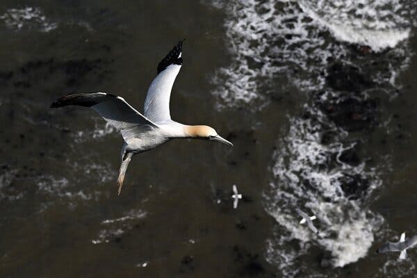 A northern gannet flies over crashing waves.