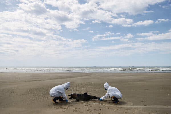 Two health workers in white suits crouch beside a dead porpoise on a beach.