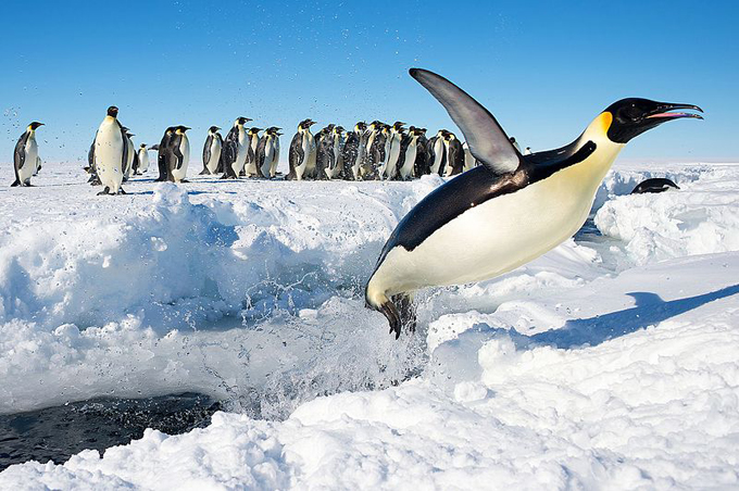 Emperor penguins imperiled by climate change, study finds » Yale Climate  Connections