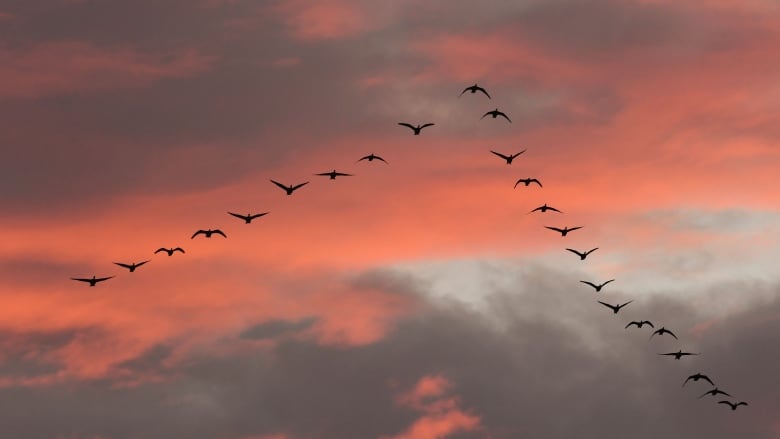 Why do Canada geese honk while migrating? | CBC Radio