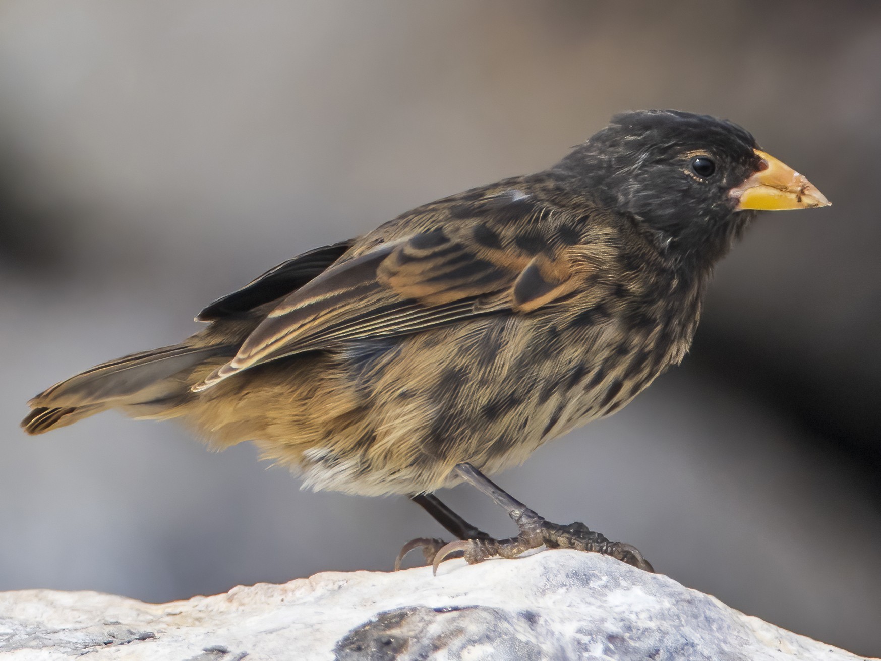 Vampire Ground-Finch - Dušan Brinkhuizen