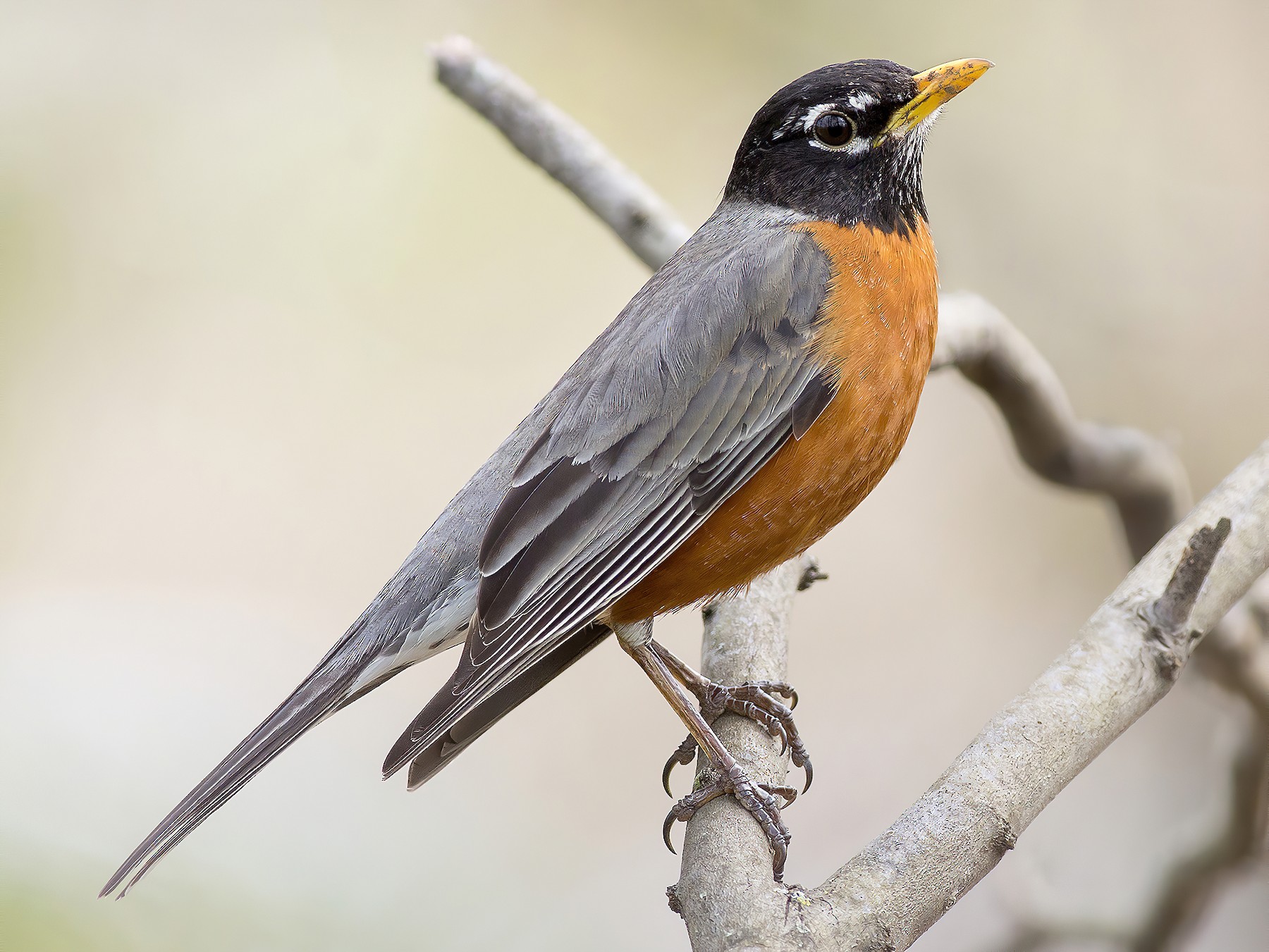 American Robin - eBird