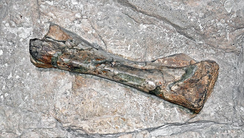 File:Diplodocus sp. (sauropod dinosaur leg bone) (Morrison Formation, Upper Jurassic; Carnegie Quarry, Dinosaur National Monument, Utah, USA) 1 (48696739081).jpg