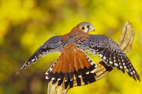 'American Kestrel Displaying, Wings Oustretched' Photographic Print ...
