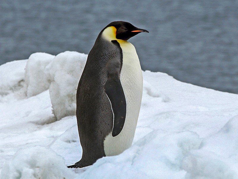 Emperor Penguin - eBird
