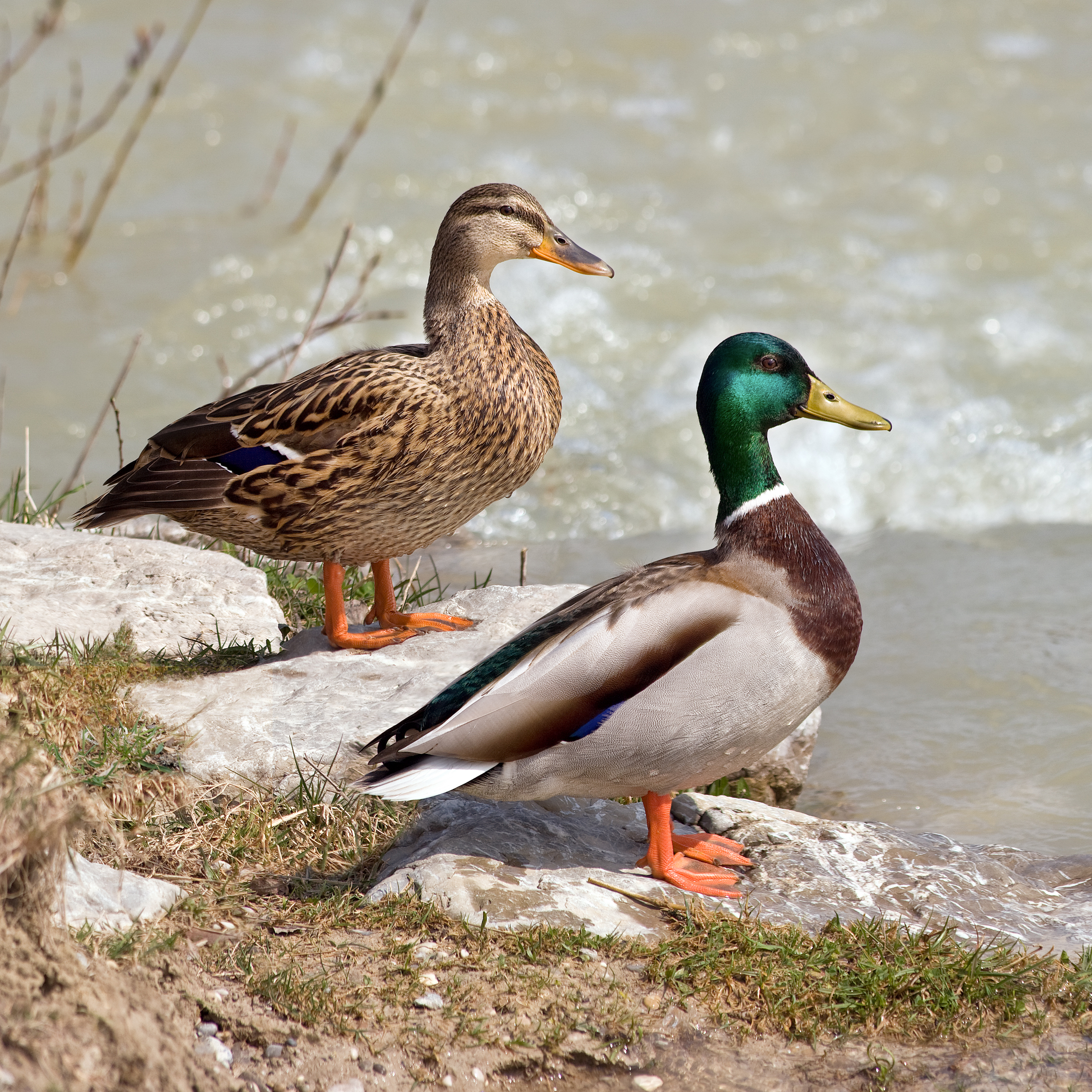 Mallard - Wikipedia