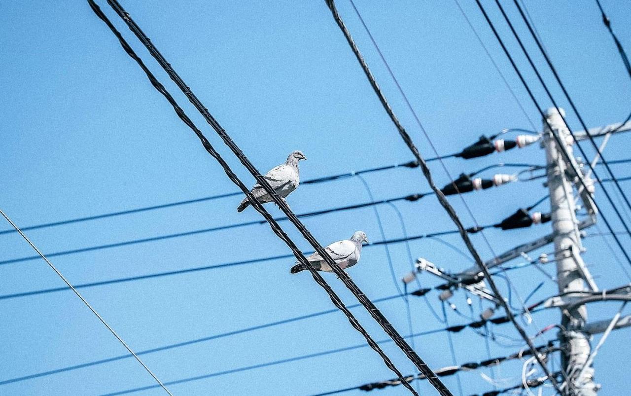 Tại sao chim đậu trên dây điện, không bị điện giật?