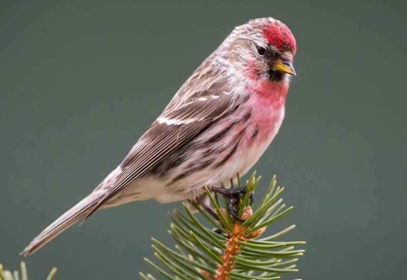 Favorite Redpoll Feed & More - Des Moines Feed & Nature Center