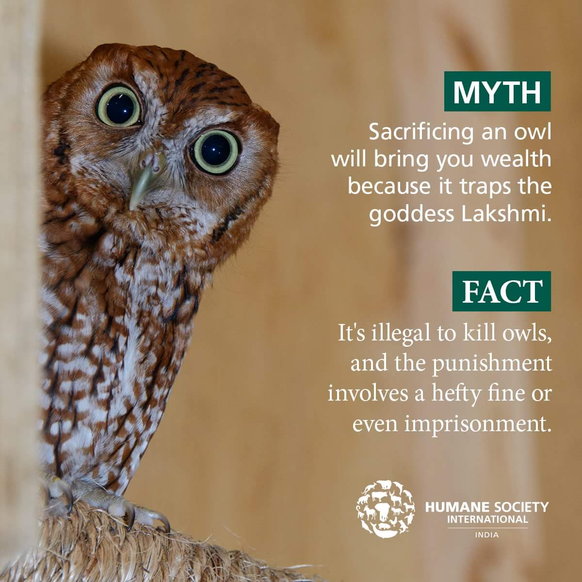 HSI/India on X: "MYTH 1: Owl sacrifice will bring you wealth . FACT is  killing owls or trading land you in jail! Dont sacrifice them.  #Give2Hoots4Owls https://t.co/9rRhRYRw5y" / X