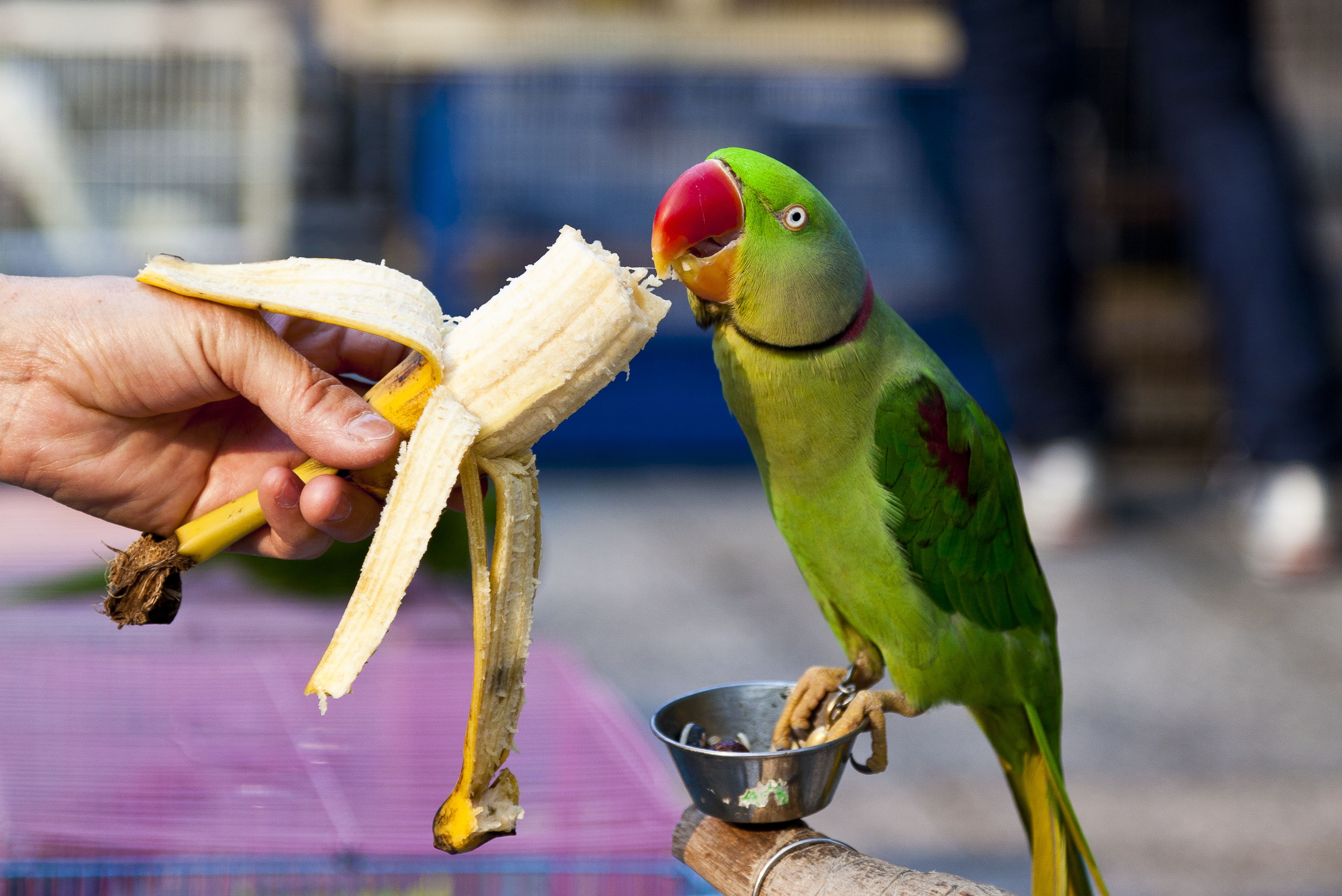 10 Tasty and Healthy Treats That Birds Love