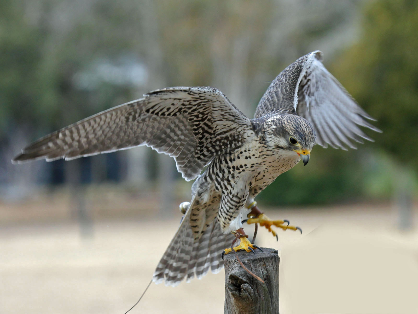 Tập tin:Falco mexicanus -Avian Conservation Center, near Charleston, South  Carolina, USA-8a.jpg – Wikipedia tiếng Việt