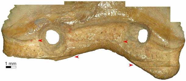 Grooves and traces of red resin along the base of the Leang Panninge tooth show how the teeth were attached using threads. (M.C. Langley/The Conversation)