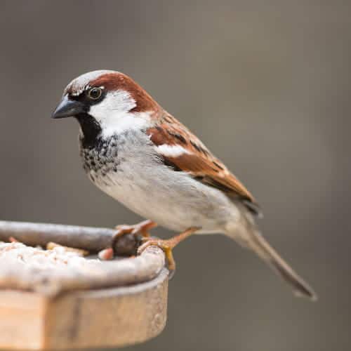 House sparrow - Passer domesticus