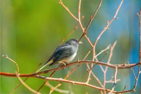 Northern Mockingbird