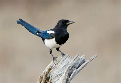 Xem chi tiết hình ảnh liên quan. Eurasian magpie | Eurasian magpie, Magpie, Common birds