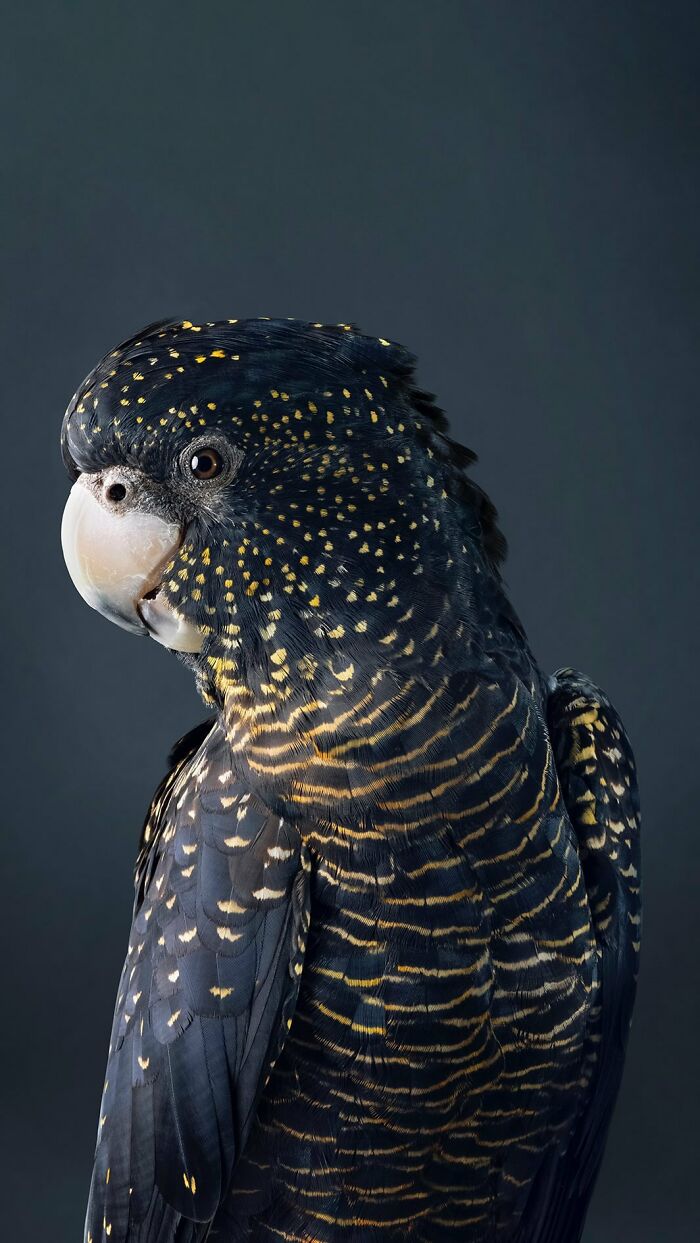 Photographer Captures The Diverse Beauty Of Naturally Colorful Birds (New Pics)
