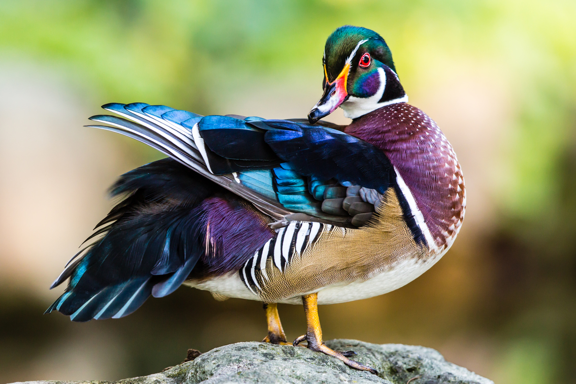 Canada / Colorful Male Wood Duck