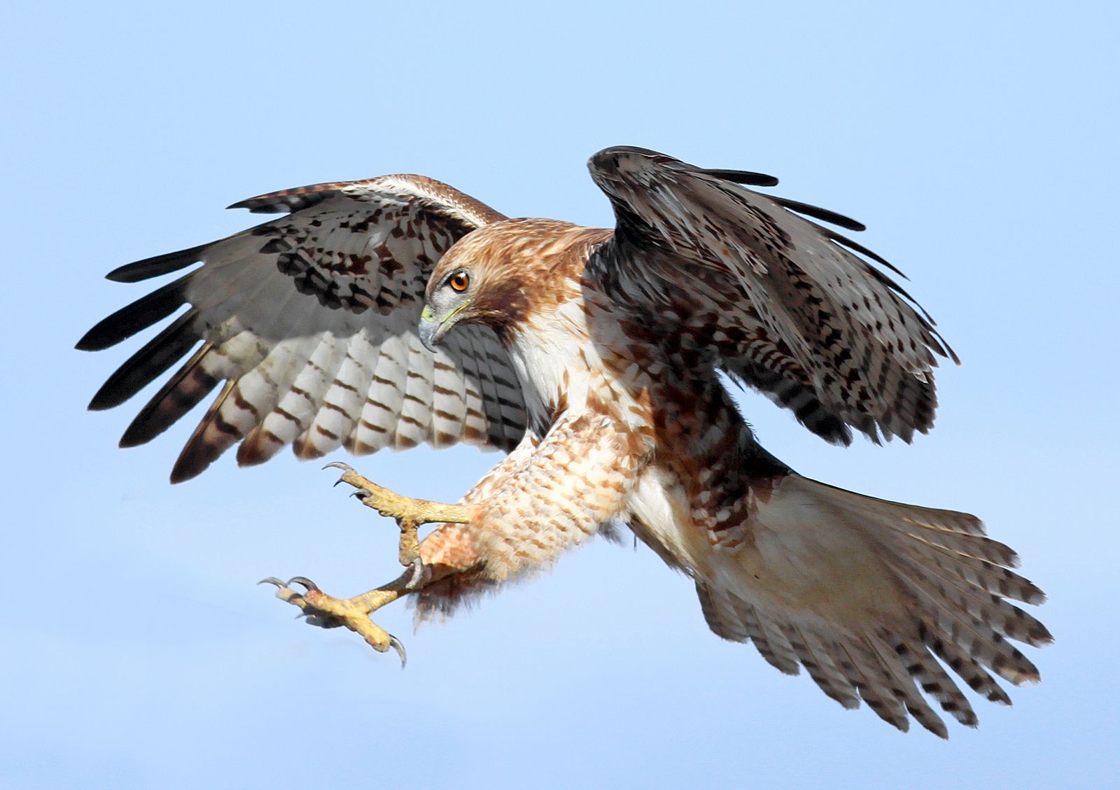 Hawk | Types, Diet, & Facts | Britannica