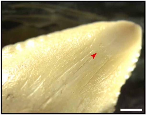 Scratches and a ground section on the tip of the Leang Panninge shark tooth indicate its use by people 7,000 years ago. (M.C. Langley/The Conversation)