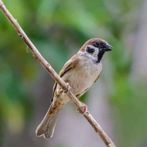 Tree sparrow - Passer montanus