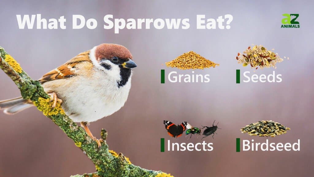 What Do Sparrows Eat? 25+ Foods They Crave - A-Z Animals