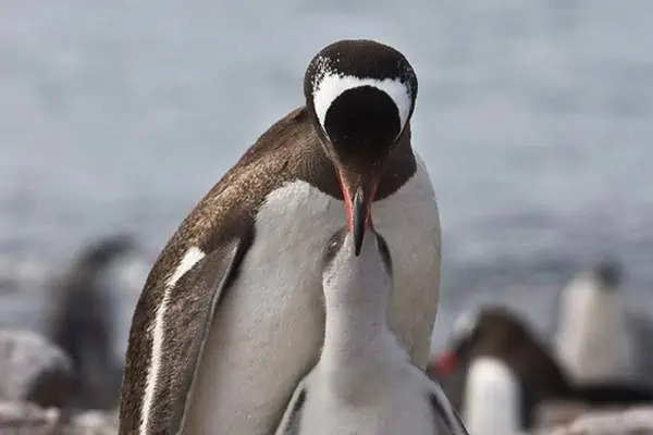 Adult penguin feeding its cheek