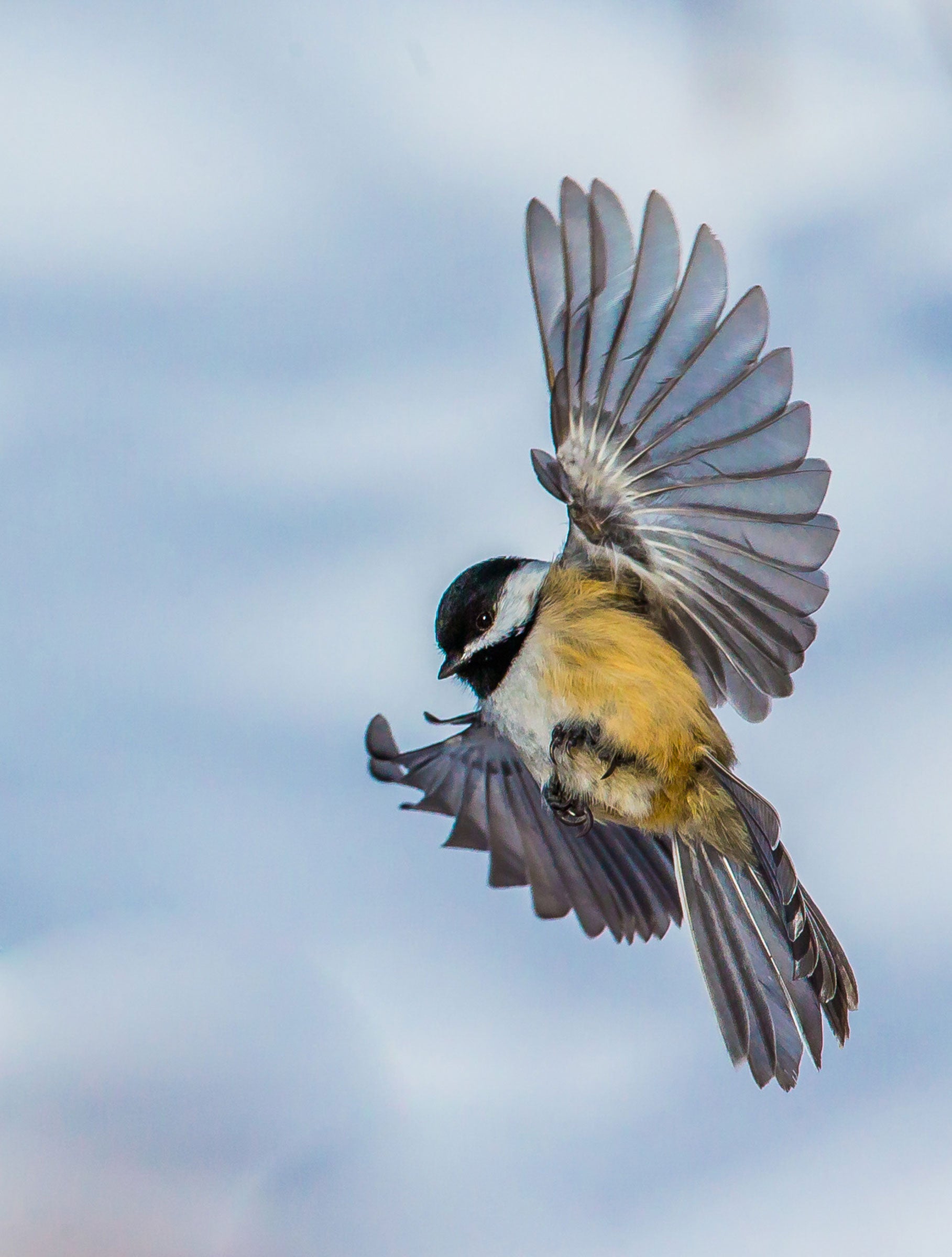 Black-capped Chickadee | Audubon Field Guide