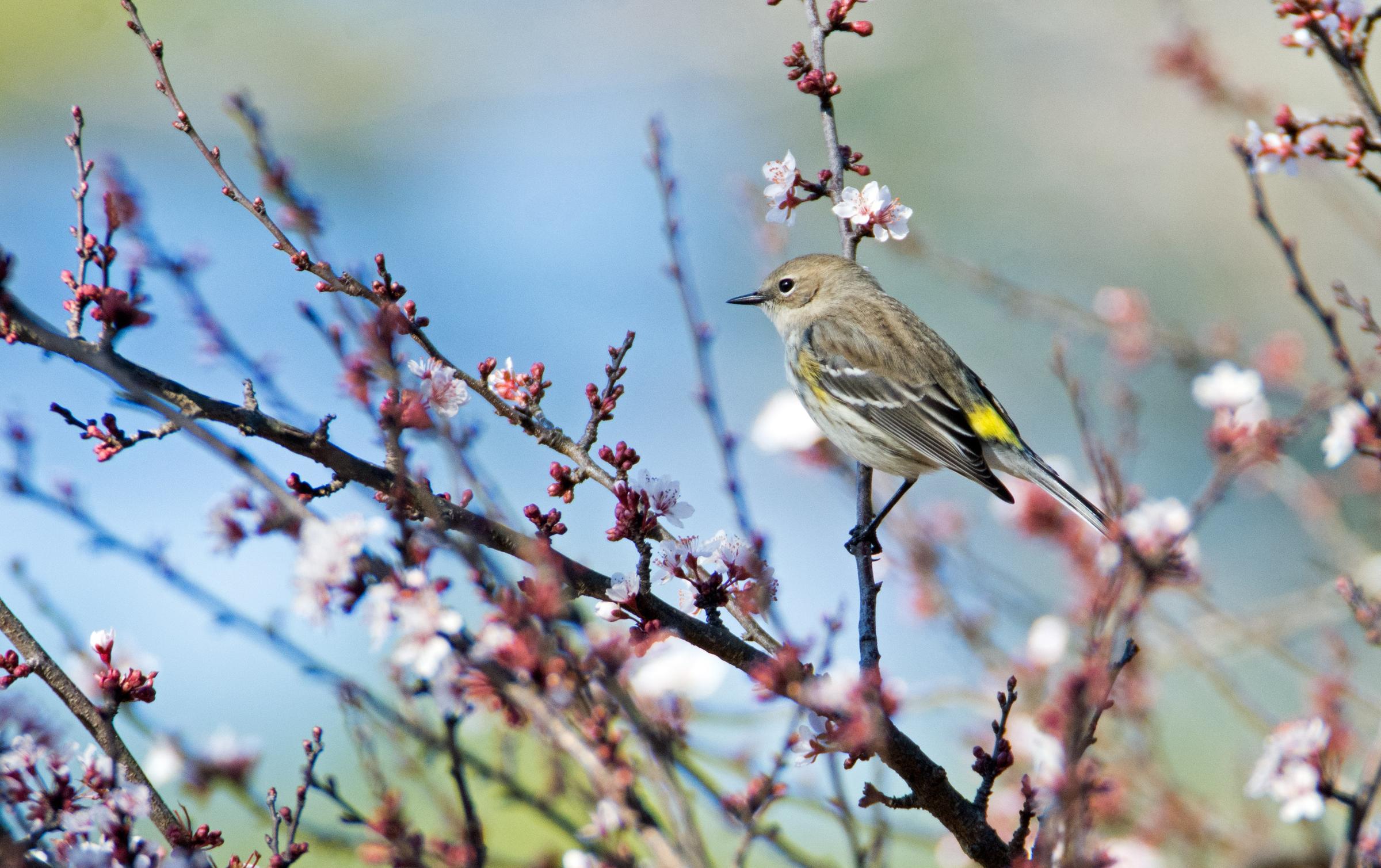 Spring Migration FAQs | Audubon Connecticut
