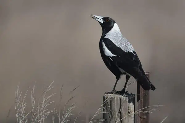Australian magpie perched on log