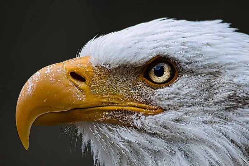 Bald eagle eye beak