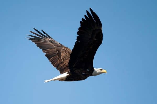 Bald Eagle flight