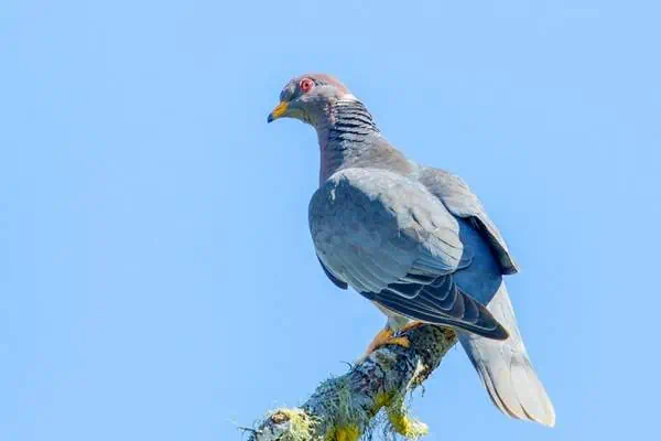 Band-tailed pigeon perched on tree branch