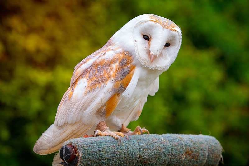 Barn owl perching