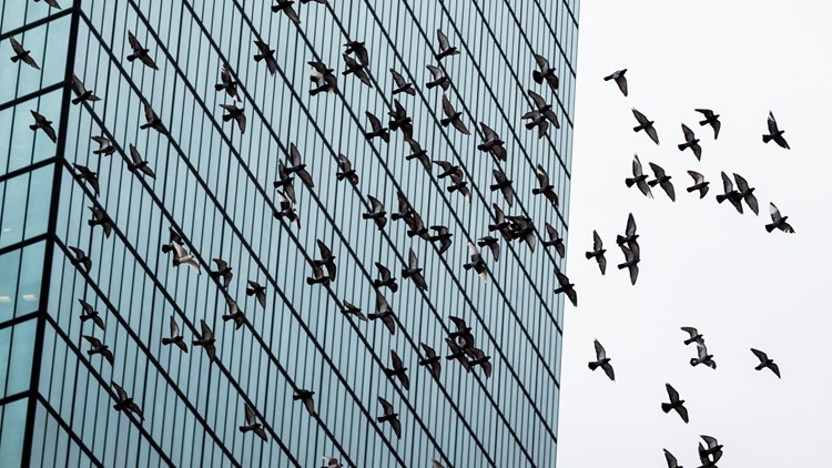 Buildings are among the top killer of birds