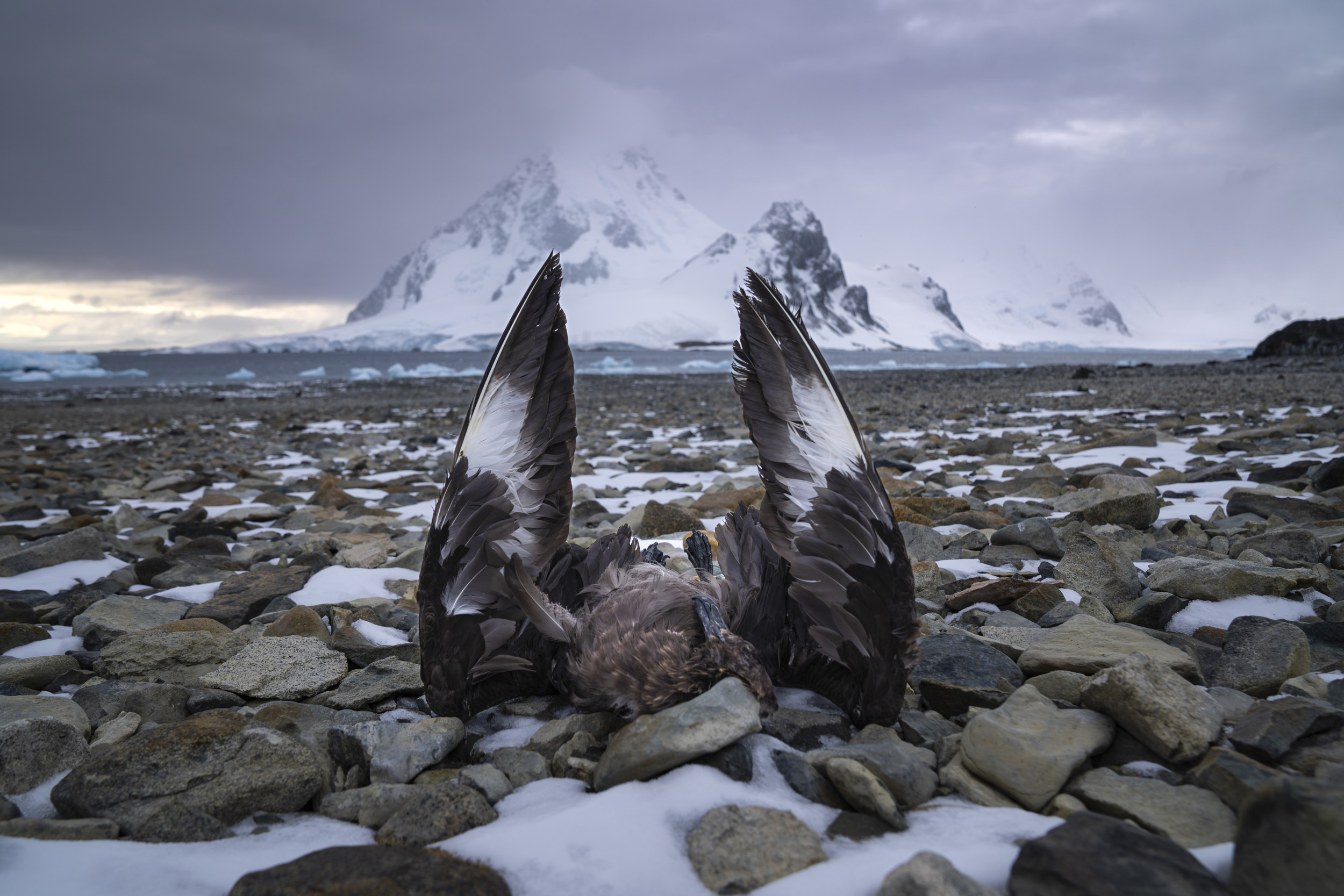 Deadly Avian Flu Hits Antarctica for the First Time