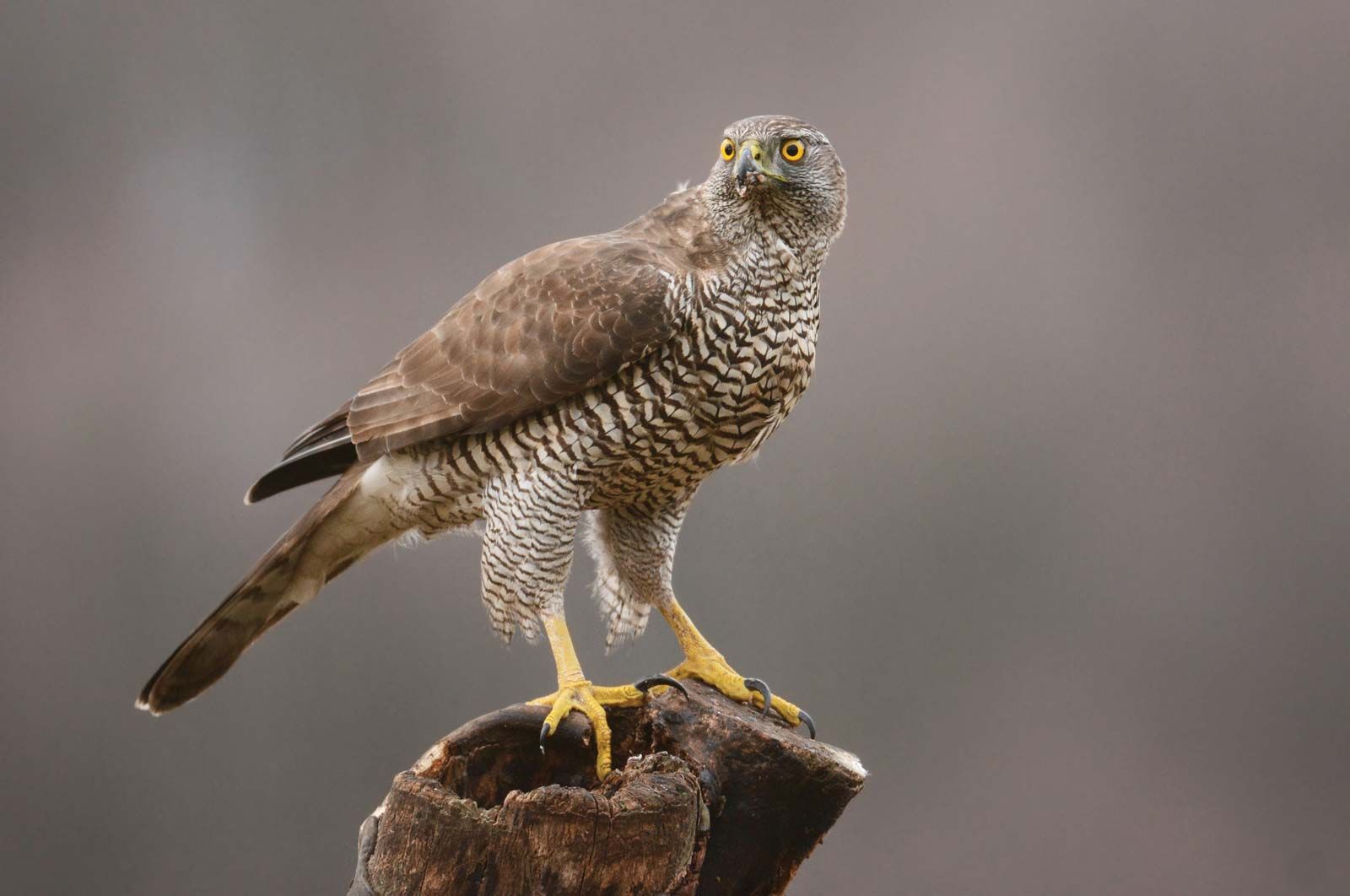 Hawk | Types, Diet, & Facts | Britannica