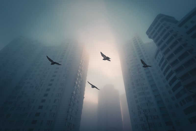 Birds, flying in the foggy morning city among the modern high buildings.