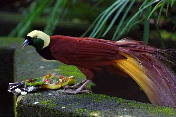 birds of paradise feasting in the gutter