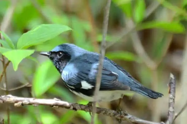 Black-throated blue warbler on a twig