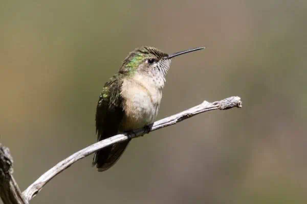 Calliope hummingbird on a twig