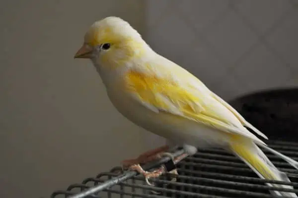 Canary out of the cage