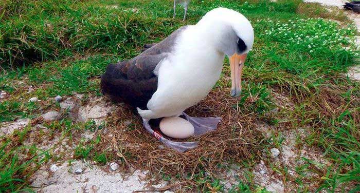 Loài chim hải âu già nhất thế giới vẫn... đẻ trứng ở tuổi 70 - KhoaHoc.tv