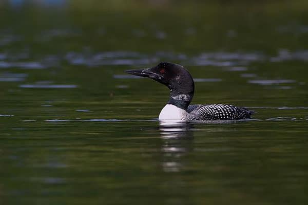 Common loon on the water