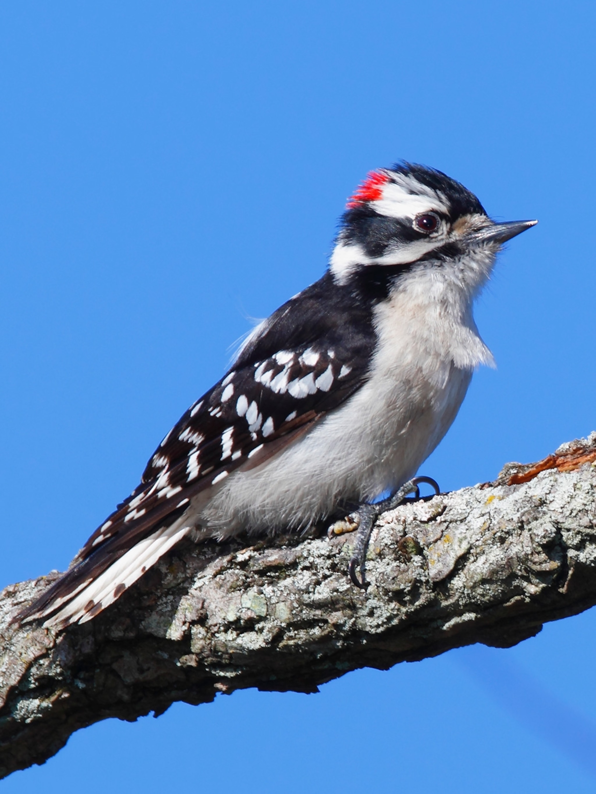 Downy Woodpecker | National Geographic