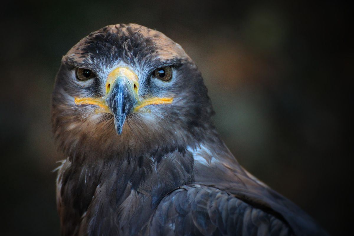 Characteristics of Eagles (8 Examples) - Wildlife Informer