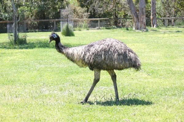 Emu walking in the grass field