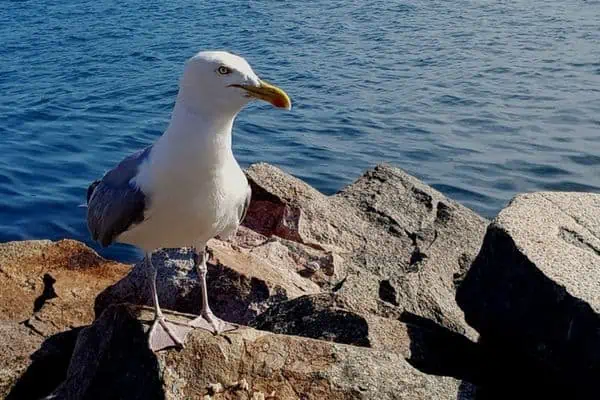 European herring gull on rock