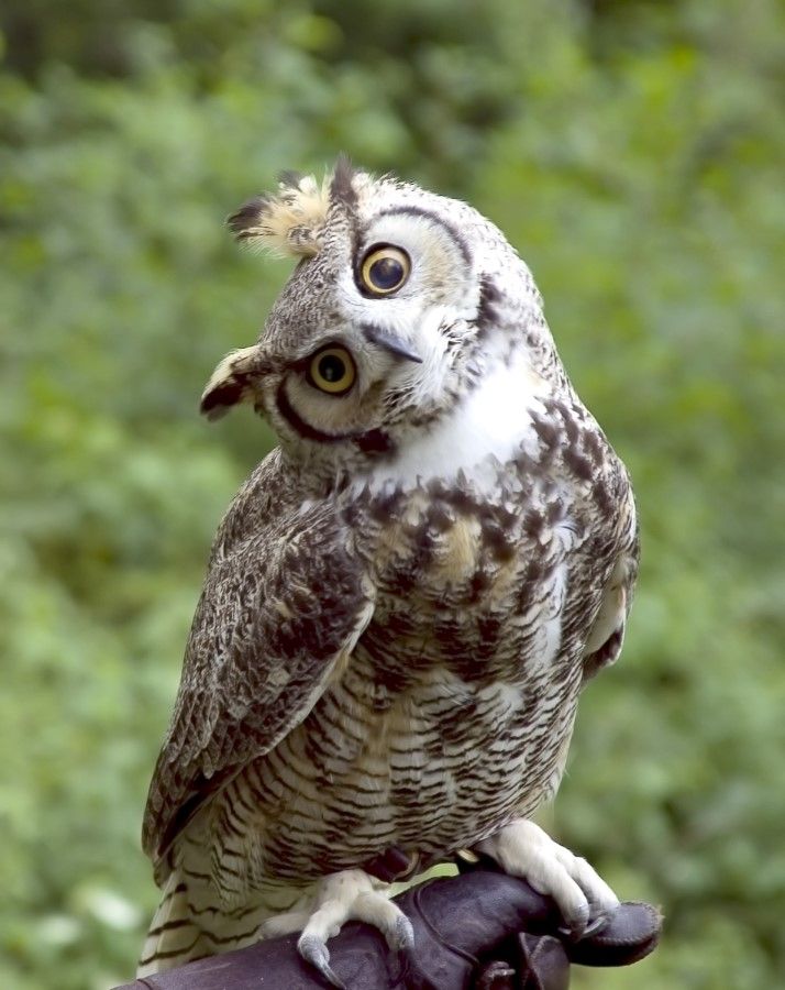 Why Do Owls Hoot? | Owl, Great horned owl, Horned owl